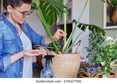 Woman Fertilizes Monstera Plant In Pot With Mineral Fertilizer In Sticks At Home. Cultivation And Caring For Indoor Potted Plants. Hobbies And Leisure, Home Gardening, Houseplant, Urban Jungle