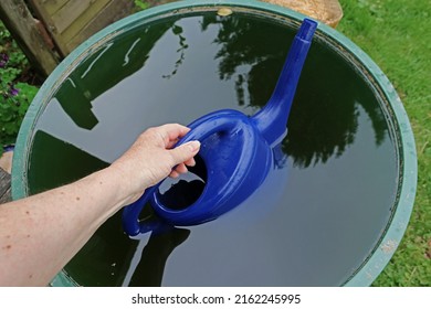 A woman fetches rainwater from the rain barrel with the watering can
