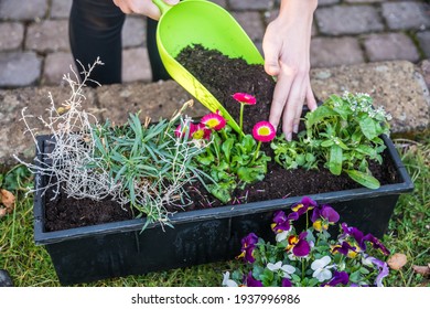 Woman filling potting soil into a flower box after planting the flowers