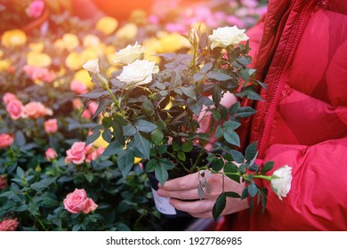 Die Blumenfrau wählt Rosenblumen im Geschäft. Kauf von Indoor-Pflanzen für den Hausgartenbau mit Coronavirus-Quarantäne