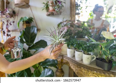 Woman florist spraying air plant tillandsia at garden home or greenhouse, taking care of Epiphytes houseplants. Indoor gardening.  - Powered by Shutterstock