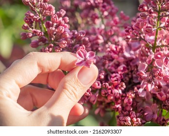 Woman found five-petals flower of dark pink lilac. Symbol of luck and fortune at spring. Flowering tree in garden.