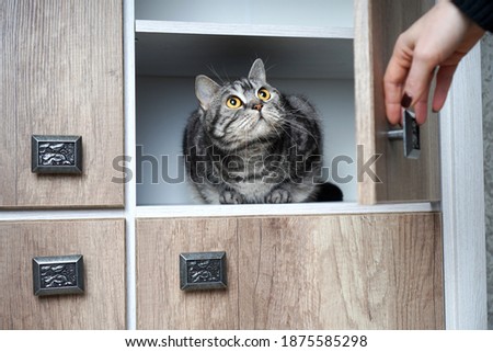 Woman found her cat in a cupboard. Portrait of a frightened cat with big eyes. A woman's hand opens the wardrobe in which the cat is sitting.