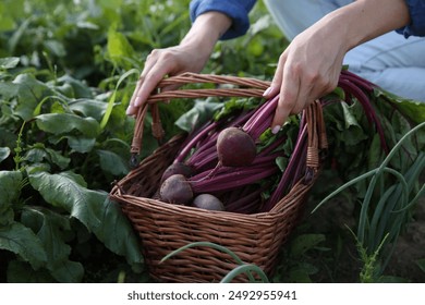 Woman with freshly harvested beetroots outdoors, closeup - Powered by Shutterstock