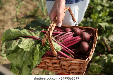 Woman with freshly harvested beetroots outdoors, closeup - Powered by Shutterstock