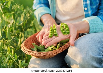 Woman with freshly picked green pea pods peeling and eating peas in vegetable garden