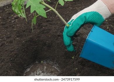 A woman in the garden transplants tomato seedlings from a pot into the soil. Growing vegetables. - Powered by Shutterstock