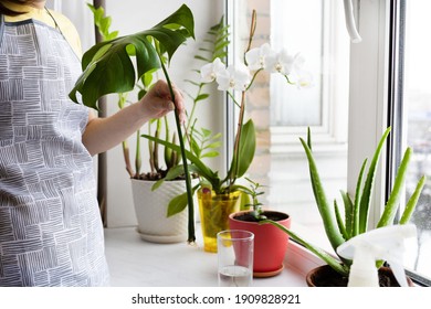 Woman Gardener Caring Of Indoor Plants. Female Growing Monstera Leaf With Roots In A Glass Of Water On The Windowsill. Home Gardening. Greenery At Cozy House.