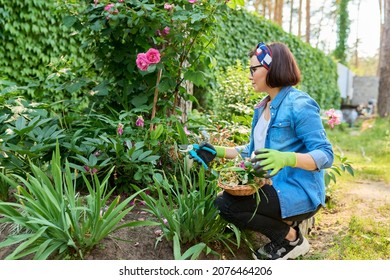 Woman Gardener Caring Rose Bush In Backyard Flower Bed Using Garden Pruner