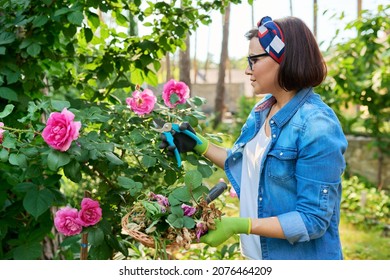 Woman Gardener Caring Rose Bush In Backyard Flower Bed Using Garden Pruner