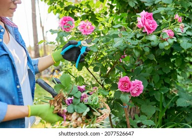 Woman Gardener Caring Rose Bush In Backyard Flower Bed Using Garden Pruner