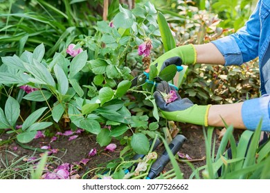 Woman Gardener Caring Rose Bush In Backyard Flower Bed Using Garden Pruner