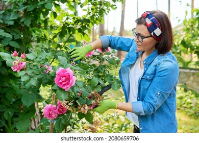 Woman Gardener Caring Rose Bush In Backyard Flower Bed Using Garden Pruner