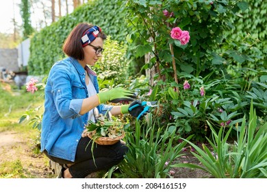 Woman Gardener Caring Rose Bush In Backyard Flower Bed Using Garden Pruner