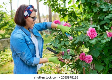 Woman Gardener Caring Rose Bush In Backyard Flower Bed Using Garden Pruner