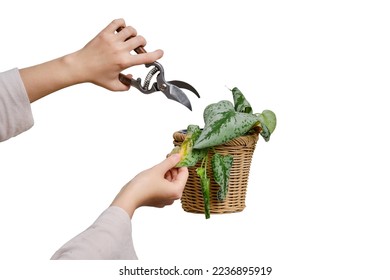 Woman gardener cuts wilted plants in a pot with garden scissors, isolated on a white background. Female hand with pruning shears trim a dried flower. Scindapsus pictus trebie or silver vine - Powered by Shutterstock