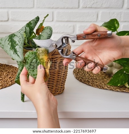 Woman gardener cuts wilted plants in a pot with garden scissors, home living room. Female hand with pruning shears trim a dried flower. Scindapsus pictus trebie or silver vine