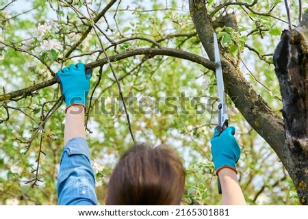 Woman gardener in gloves with garden saw cutting down a dry branch on an apple tree with