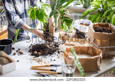 Woman gardener hands transplant variegated monstera with scattered soil ground garden tools on table closeup. Female enjoy floral botanical hobby houseplant home unusual flower growth and care