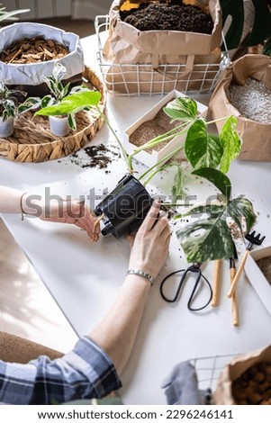 Woman gardener hands transplant variegated monstera with scattered soil ground garden tools on table closeup. Female enjoy floral botanical hobby houseplant home unusual flower growth and care