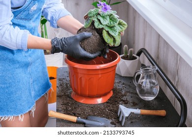 Woman Gardener Hands Transplantion Violet In A Pot. Concept Of Home Gardening And Planting Flowers In Pot. Potted Saintpaulia Violet Flowers. Housewife Taking Care Of Home Plants