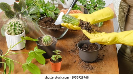 Woman Gardener Hands In Yellow Gloves Planting Cactus Into New Flowerpot With Fertile Soil On Wooden Table. Indoor Plant Care And Gardening Concept. DIY Home Garden With Plants And Succulents