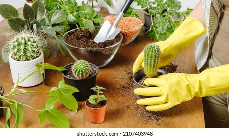 Woman Gardener Hands In Yellow Gloves Plant Cactus Into New Flowerpot With Fertile Soil On Wooden Table. Indoor Planting And Gardening Concept. DIY Home Garden With Plants And Succulents