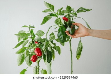 Woman gardener inspects a green pepper on a plant with red and green peppers, showcasing healthy produce. The image promotes sustainable living through home gardening - Powered by Shutterstock