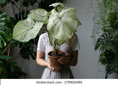 Woman Gardener In A Linen Dress Holding And Hiding Behind Caladium Houseplant With Large White Leaves And Green Veins In Clay Pot. Love For Plants. Indoor Gardening