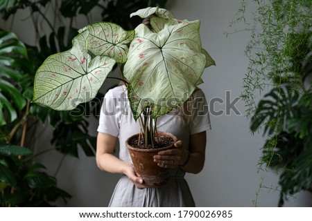 Woman gardener in a linen dress holding and hiding behind caladium houseplant with large white leaves and green veins in clay pot. Love for plants. Indoor gardening