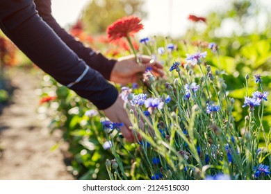 Woman gardener picking red zinnias and blue bachelor buttons in summer garden using pruner. Cut flowers harvest
