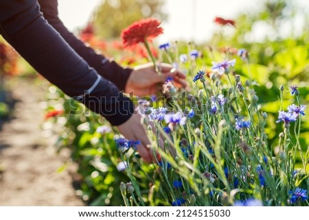 Woman gardener picking red zinnias and blue bachelor buttons in summer garden using pruner. Cut flowers harvest