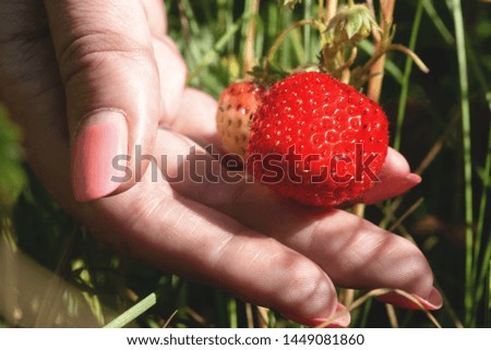 Woman a gardener is picking up a strawberry from a garden bed.