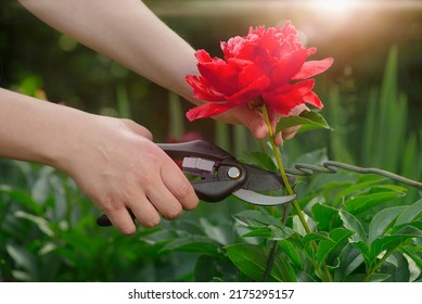 A woman gardener picks a large, beautiful red peony in the summer garden with a pair of pruning shears. Collecting cut flowers