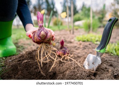 Woman gardener planting lily bulbs with roots in ground in spring garden. Purple flower bulbs sprouting in springtime season. Gardening hobby