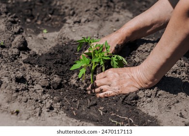 A woman gardener plants a green tomato seedling in wet watered soil from the garden. Close-up photography, agriculture, gardening concept. - Powered by Shutterstock