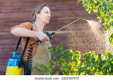 Woman Gardener Spraying Trees In Her Garden. Against The Background Of A Wooden Wall. Back Light. Pest Control.