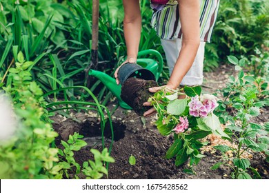 Woman gardener transplanting hydrangea flowers from pot into wet soil. Summer spring garden work. - Powered by Shutterstock