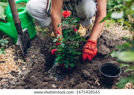 Woman gardener transplanting red roses flowers from pot into wet soil. Summer spring garden work.