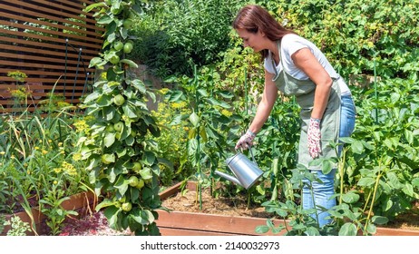 Woman gardener watering the crop of bell peppers with a metal watering can. Growing vegetables in raised beds made from wooden planks. A gardener in an apron and gloves is watering the garden. 