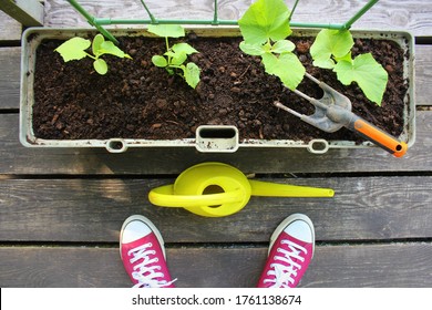 Woman Gardener Watering Plants. Container Vegetables Gardening. Vegetable Garden On A Terrace. Cucumber Growing In Container .