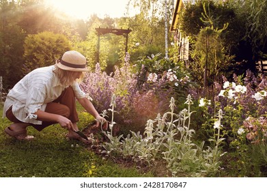 woman gardener working in summer garden. Flowerbed with blooming stachys and peonies - Powered by Shutterstock