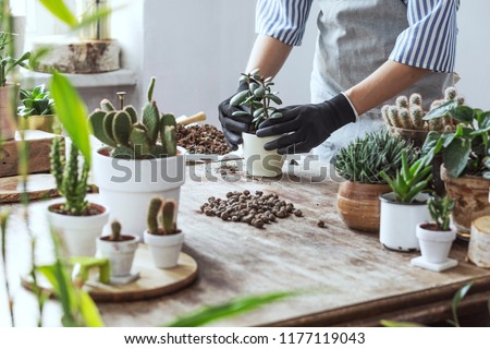 Woman gardeners hand transplanting cacti and succulents in cement pots on the wooden table. Concept of home garden.