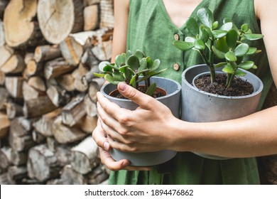 Woman gardeners holding two pots with jade plants, . Concept of home garden. Spring time. Taking care of home plants