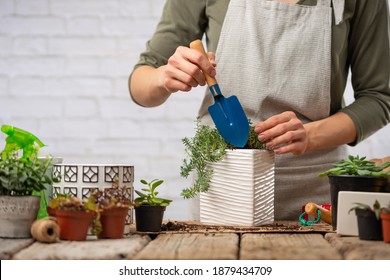 Woman gardeners in home apron pouring some earth into pot with indoor flower on rustic wooden table on white background. Concept of plants care and home garden. Gardening book illustration. - Powered by Shutterstock