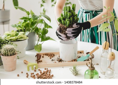 Woman gardeners  transplanting cacti in ceramic pots on the white wooden table. Concept of home garden. Spring time. Stylish interior with a lot of plants. Taking care of home plants. Template. - Powered by Shutterstock