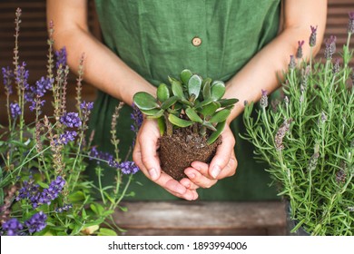 Woman gardeners transplanting jade plant, holding in hands ground with plant. Concept of home garden. Spring time. Taking care of home plants