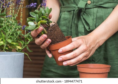 Woman gardeners transplanting jade plant in plastic pots on wooden table. Concept of home garden. Spring time. Taking care of home plants
