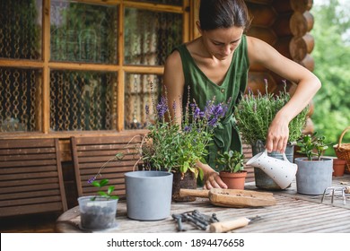 Woman gardeners watering jade plant in plastic pots on wooden table. Concept of home garden. Spring time. Taking care of home plants - Powered by Shutterstock