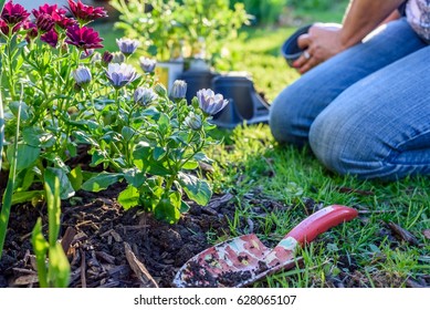 Woman gardening in backyard on a sunny spring day - low to ground, soft focus - Powered by Shutterstock